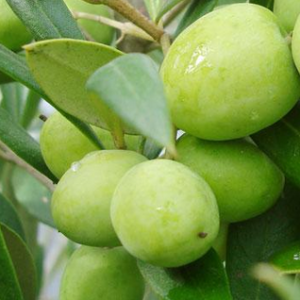 OLIVE ARBOSANA 250MM 2