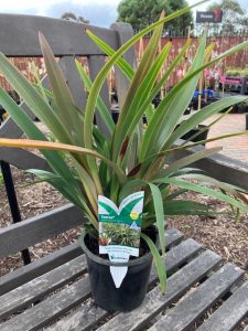 DIANELLA AUSTRALIANA TASMANICA RED 140MM | The Garden Feast