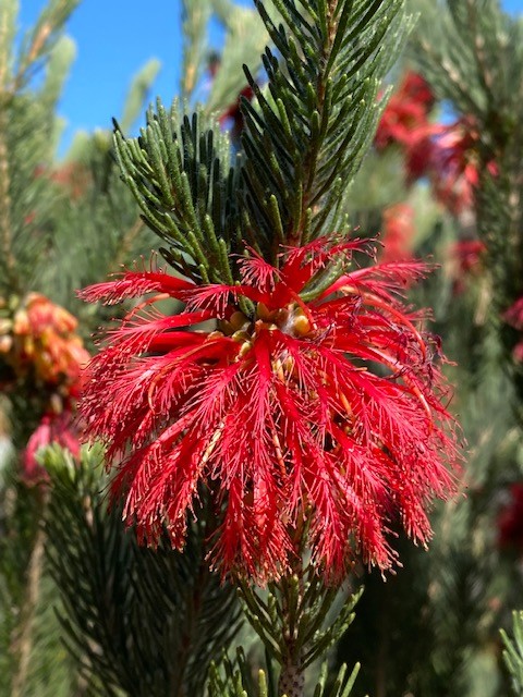 CALOTHAMNUS QUADRIFIDUS 200MM | The Garden Feast