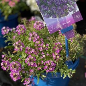 LOBULARIA ELITE LAVENDER 150MM