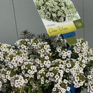 LOBULARIA ELITE SNOW WHITE 150MM