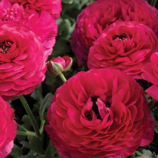 EASY COLOUR RANUNCULUS PINK 4 CELL | The Garden Feast