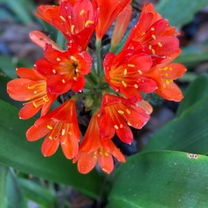 CLIVIA MINIATA BELGIAN HYBRID 200MM