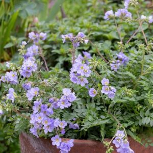 POLEMONIUM BLUE DOVE 140MM