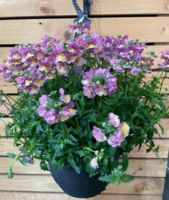 NEMESIA BANANA SWIRL HB 270MM Garden Feast