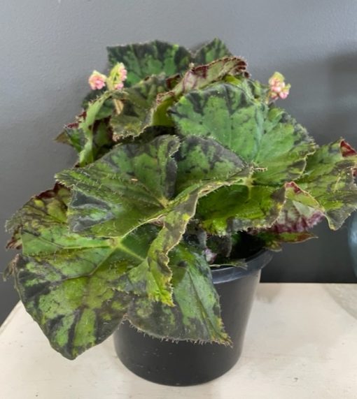 BEGONIA MAROON SPLASH EDGE DARK GREEN 180MM