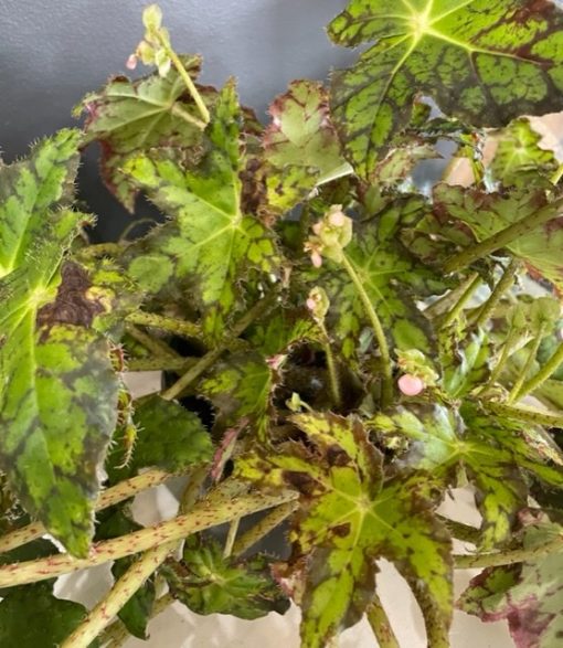 BEGONIA MAROON SPLASH EDGE STAR DARK GREEN 180MM