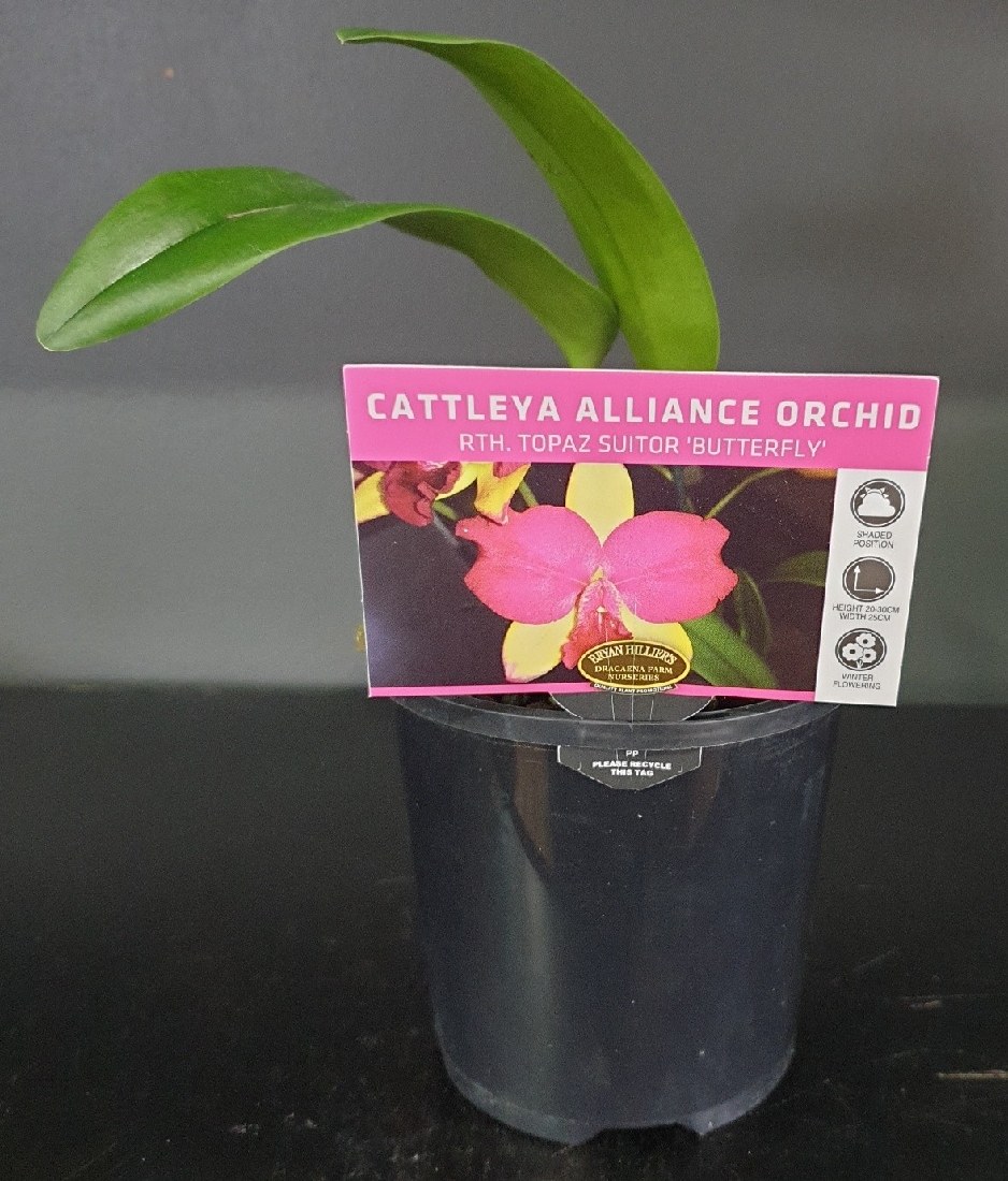 ORCHID CATTLEYA ALLIANCE RTH. TOPAZ SUITOR BUTTERFLY 85MM The Garden