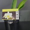 ORCHID CATTLEYA ALLIANCE RLC. TOPAZ JARDIN FRESH 85MM