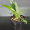 ORCHID CATTLEYA ALLIANCE RLC. TOPAZ JARDIN FRESH 85MM - Image 2