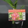 ORCHID CATTLEYA ALLIANCE CTT. TOPAZ SAUCY HOT 85MM