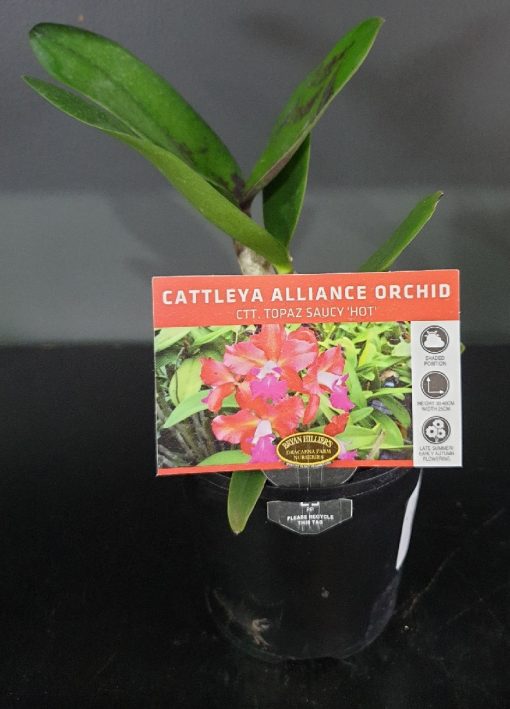 ORCHID CATTLEYA ALLIANCE CTT. TOPAZ SAUCY HOT 85MM