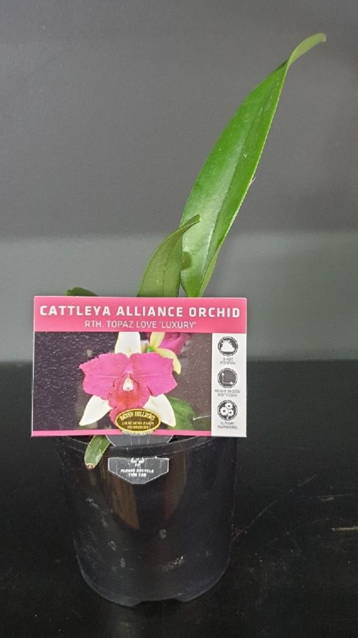 ORCHID CATTLEYA ALLIANCE RTH. TOPAZ LOVE LUXURY 85MM