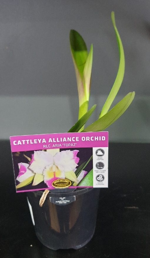 ORCHID CATTLEYA ALLIANCE RLC. ARIA TOPAZ 85MM