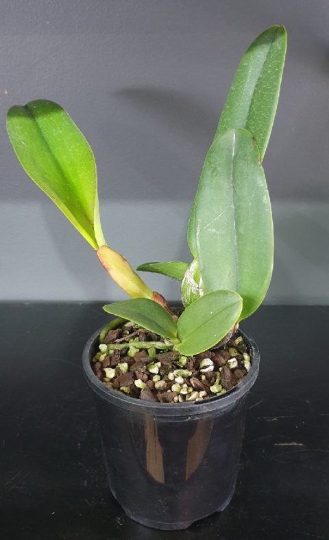 ORCHID CATTLEYA ALLIANCE RLC. DECEPTION DIAMOND TOPAZ BRILLIANT 85MM ...