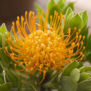 LEUCOSPERMUM CARNIVAL COPPER 140MM