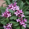 DAPHNE SPRING PINK 140MM
