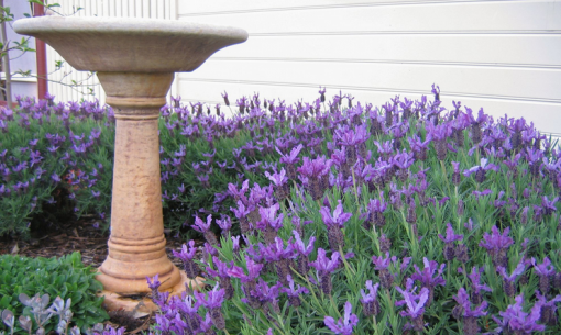 LAVENDER WINTER LACE 140MM