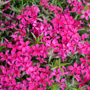 PHLOX SCARLET FLAME 140MM