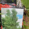 BETULA PENDULA 200MM