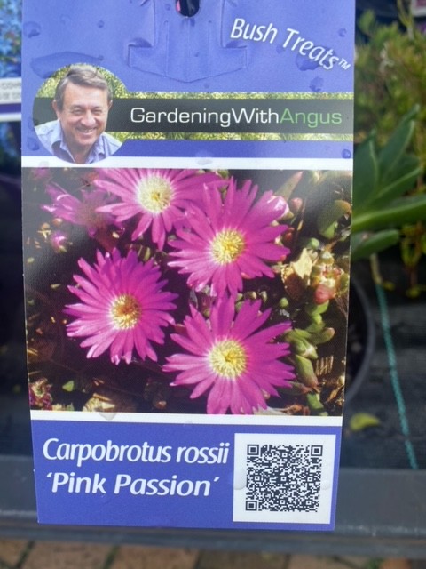 Carpobrotus Pink Passion 140mm Garden Feast 6035