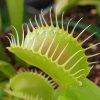VENUS FLY TRAP 10CM