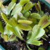 VENUS FLY TRAP 10CM - Image 2