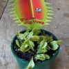 VENUS FLY TRAP 10CM - Image 3