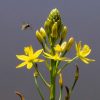Bulbine bulbosa Native Leek Tucker Bush 140mm