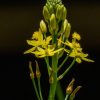 Bulbine bulbosa Native Leek Tucker Bush 140mm - Image 2
