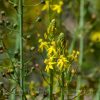 Bulbine bulbosa Native Leek Tucker Bush 140mm - Image 3