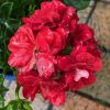 GERANIUM IVY DARK RED 140MM