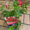 GERANIUM IVY DARK RED 140MM - Image 2