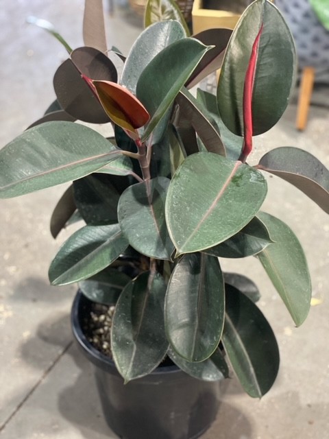 FICUS ELASTICA BURGUNDY 300MM | The Garden Feast