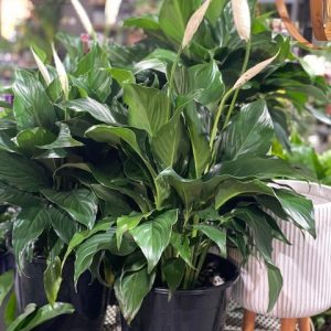 SPATHIPHYLLUM SWEET ROMANO 250MM