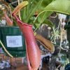 NEPENTHES PITCHER PLANT BSK 120MM