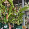 NEPENTHES PITCHER PLANT BSK 120MM - Image 2