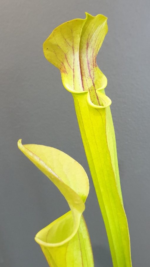 SARRACENIA GREEN LIP CAP TALL GREEN POT 120MM - Image 2