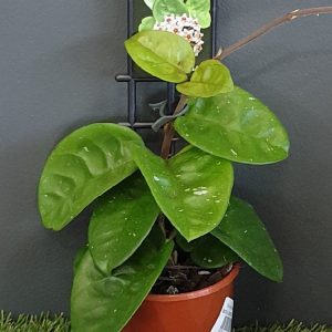 HOYA KRINKLE GIANT 10CM