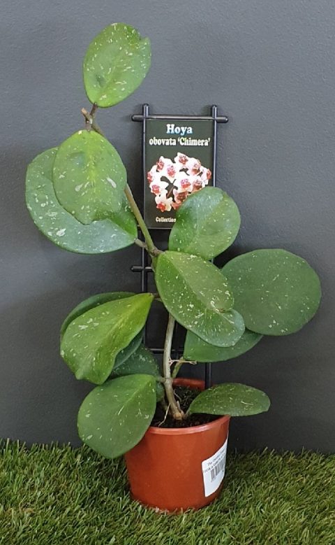 HOYA OBOVATA CHIMERA 10CM | The Garden Feast