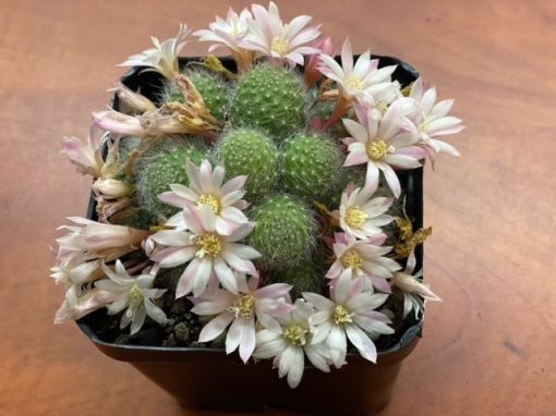 Aylostera albiflora 10cm