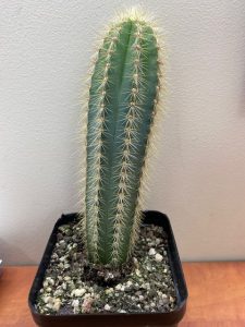 Micranthocereus purpureus 10cm | The Garden Feast