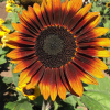 SUNFLOWER COMPACT GARNET 100MM