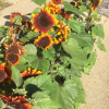 SUNFLOWER COMPACT GARNET 100MM - Image 2