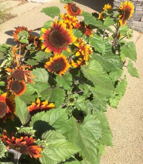 SUNFLOWER COMPACT GARNET 100MM | The Garden Feast