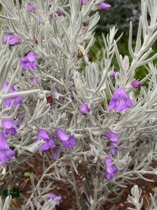 Eremophila Gubburra Bells Grafted 140mm 