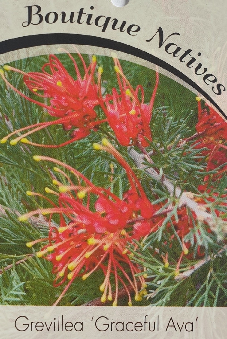 GREVILLEA STD GRACEFUL AVA 1.5MT 330MM | The Garden Feast