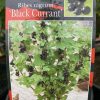 RIBES NIGRUM BLACK CURRANT 200MM