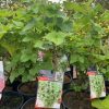RIBES NIGRUM BLACK CURRANT 200MM - Image 2