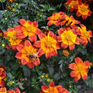 BIDENS ELITE BEE FLAME 140MM